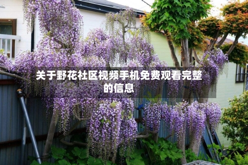 关于野花社区视频手机免费观看完整的信息-第3张图片