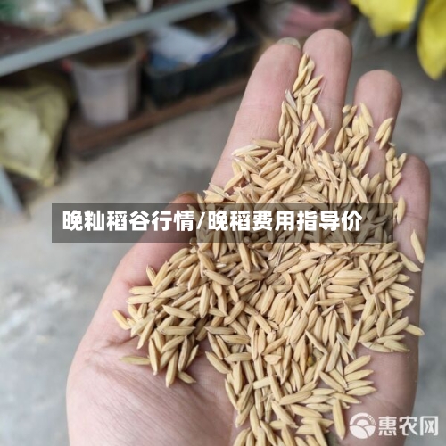 晚籼稻谷行情/晚稻费用指导价