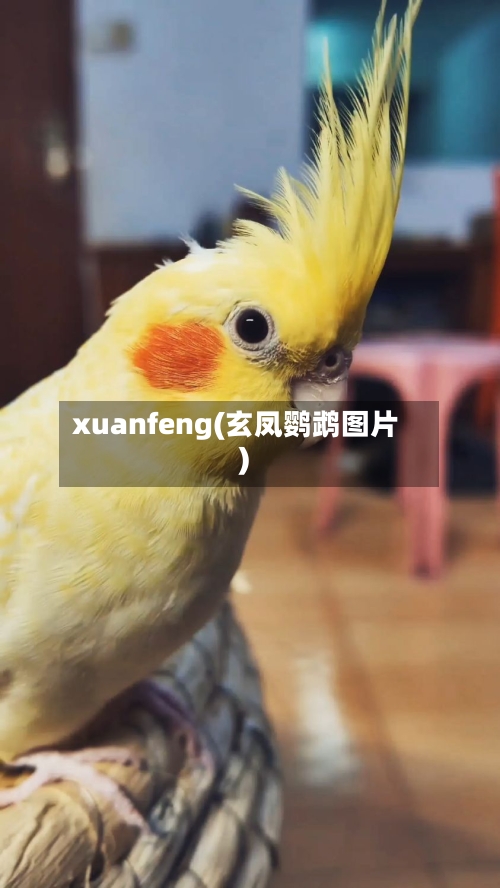 xuanfeng(玄凤鹦鹉图片)-第3张图片