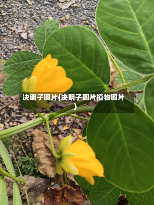 决明子图片(决明子图片植物图片)