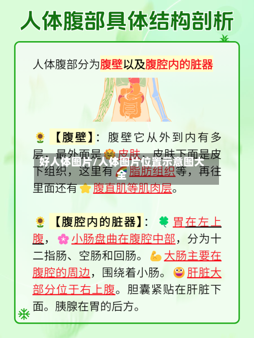 好人体图片/人体图片位置示意图大全-第2张图片
