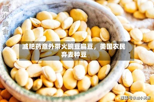 减肥药意外带火豌豆扁豆，美国农民弃麦种豆-第2张图片