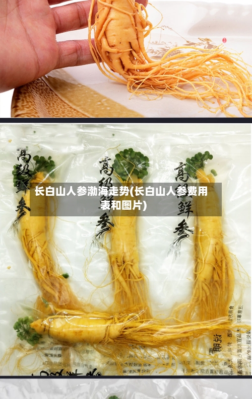 长白山人参渤海走势(长白山人参费用表和图片)-第2张图片
