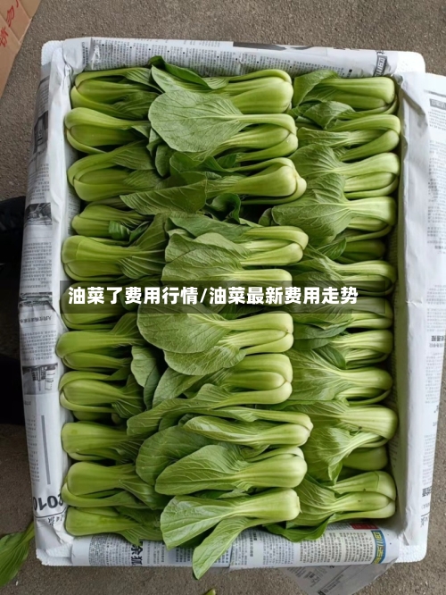 油菜了费用行情/油菜最新费用走势