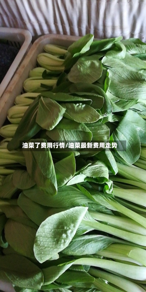 油菜了费用行情/油菜最新费用走势-第2张图片