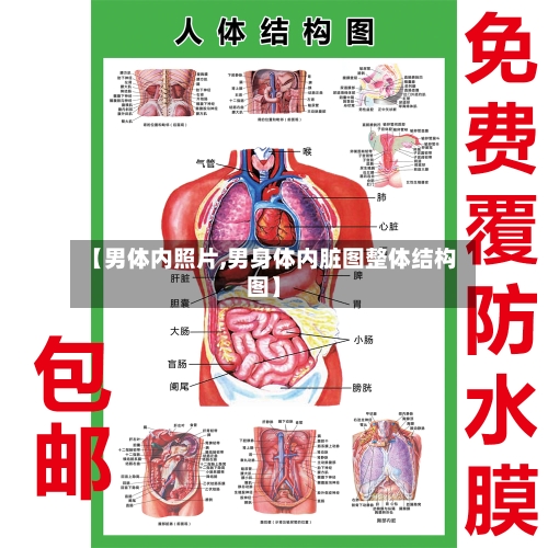 【男体内照片,男身体内脏图整体结构图】-第2张图片