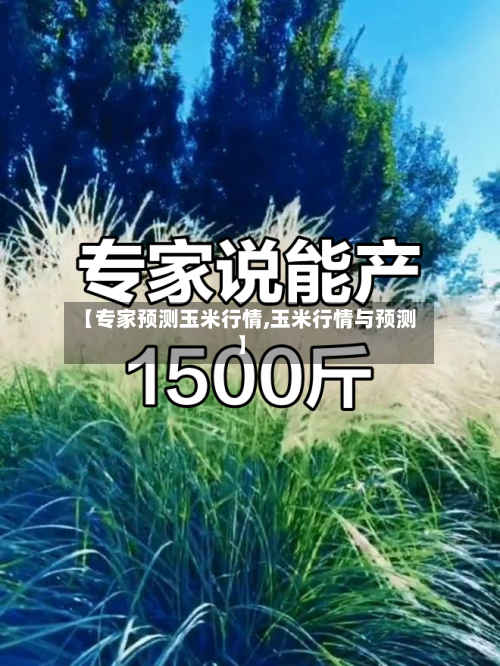 【专家预测玉米行情,玉米行情与预测】