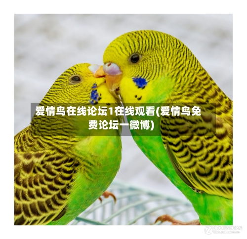 爱情鸟在线论坛1在线观看(爱情鸟免费论坛一微博)