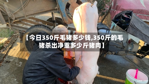 【今日350斤毛猪多少钱,350斤的毛猪杀出净重多少斤猪肉】