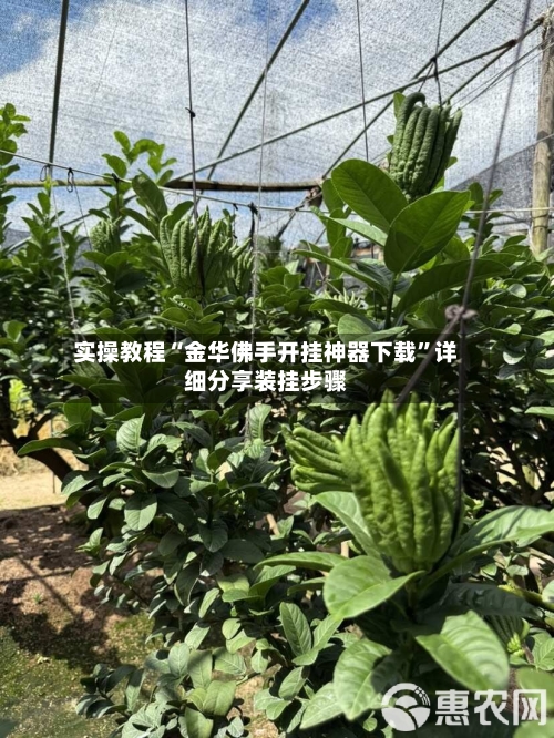 实操教程“金华佛手开挂神器下载”详细分享装挂步骤-第2张图片