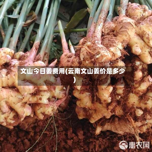 文山今日姜费用(云南文山姜价是多少)