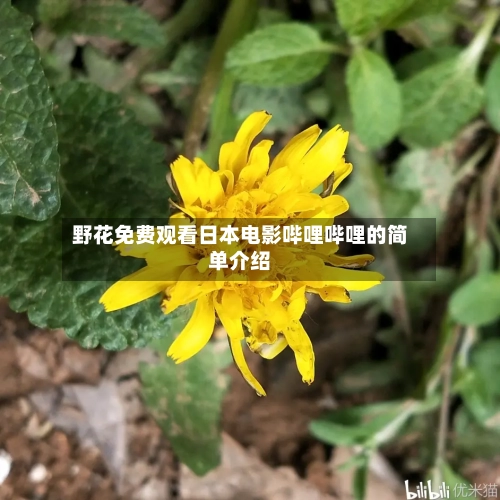 野花免费观看日本电影哔哩哔哩的简单介绍-第3张图片