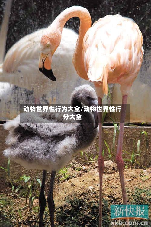 动物世界性行为大全/动物世界性行分大全-第2张图片
