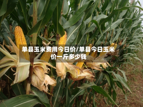 单县玉米费用今日价/单县今日玉米价一斤多少钱-第3张图片