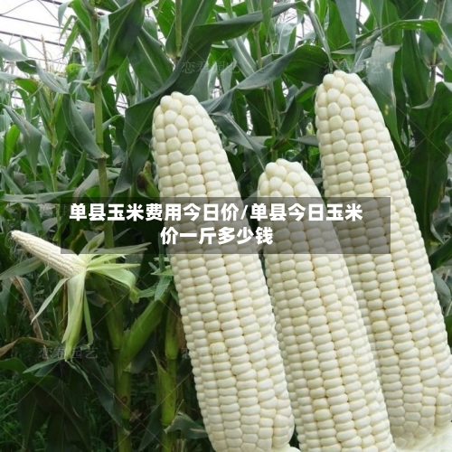 单县玉米费用今日价/单县今日玉米价一斤多少钱