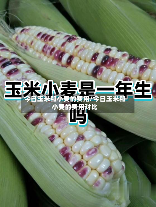 今日玉米和小麦的费用/今日玉米和小麦的费用对比