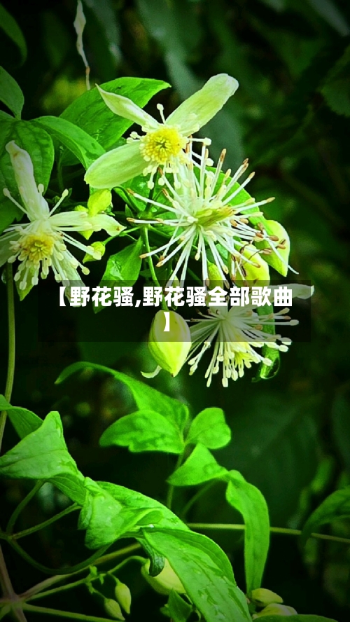 【野花骚,野花骚全部歌曲】-第3张图片
