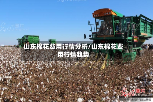 山东棉花费用行情分析/山东棉花费用行情趋势