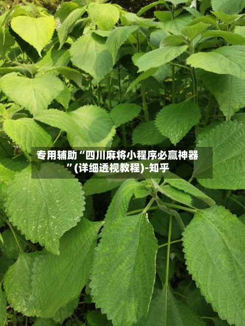 专用辅助“四川麻将小程序必赢神器”(详细透视教程)-知乎-第2张图片