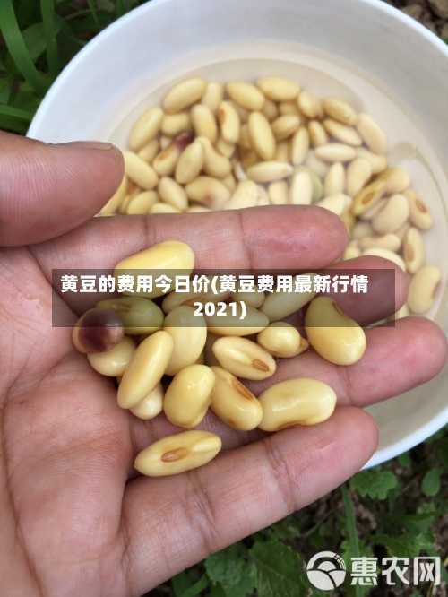 黄豆的费用今日价(黄豆费用最新行情2021)