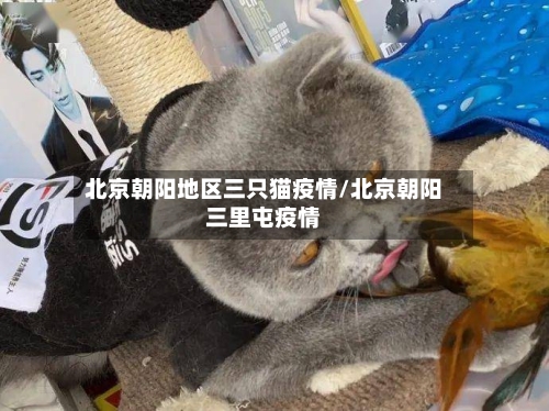 北京朝阳地区三只猫疫情/北京朝阳三里屯疫情-第3张图片