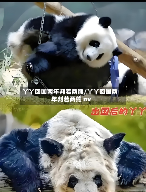 丫丫回国两年判若两熊/丫丫回国两年判若两熊 nv-第2张图片