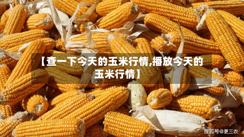 【查一下今天的玉米行情,播放今天的玉米行情】-第3张图片